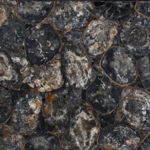 Black Petrified Wood