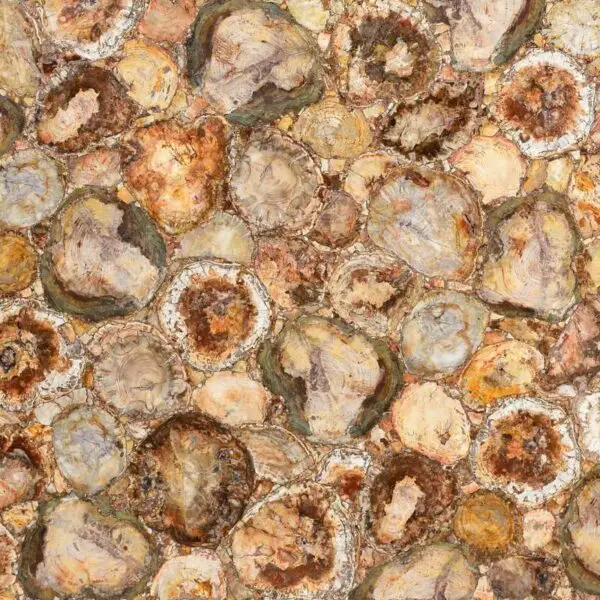 Petrified Wood